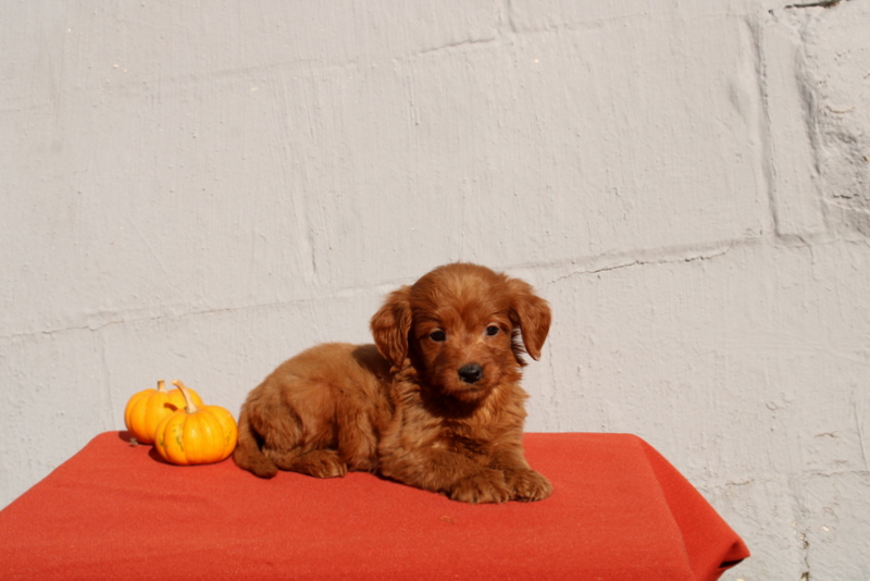 puppy, for, sale, Mini Goldendoodle F1, Matthew B. Stoltzfus, dog, breeder, Gap, PA, dog-breeder, puppy-for-sale, forsale, nearby, find, puppyfind, locator, puppylocator, aca